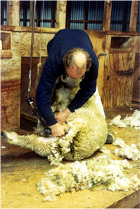 Sheep shearing in Dunedin