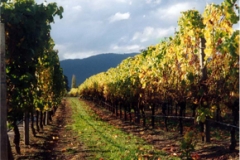 Marlborough vines