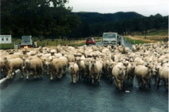 traffic jam (country style)