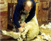 Sheep shearing in Dunedin