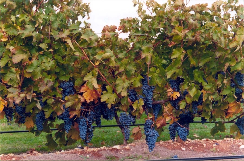 Australia & New Zealand Wine Tours